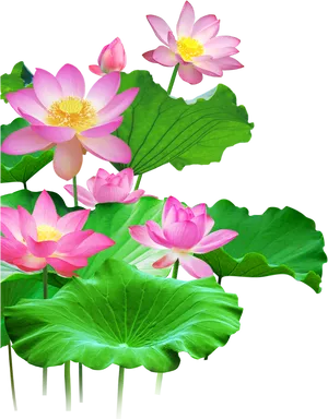 Blooming Lotus Flowersand Leaves PNG image