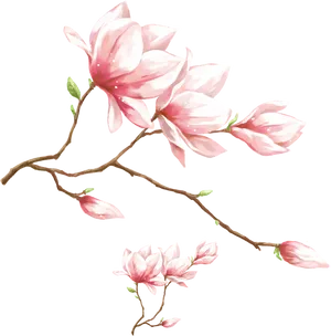 Blooming Magnolia Branch.png PNG image