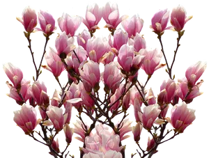 Blooming Magnolia Branches.png PNG image