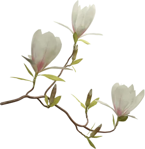 Blooming Magnolia Branches PNG image