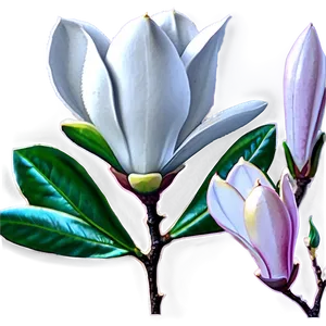 Blooming Magnolia Flower Scene PNG Uvr88 PNG