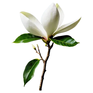 Blooming Magnolia Flower Scene PNG Whn PNG