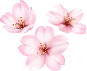 Blooming Magnolia Flowers PNG image