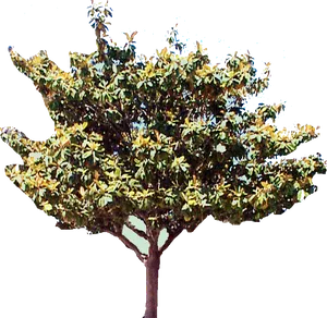 Blooming Magnolia Tree Cutout PNG image