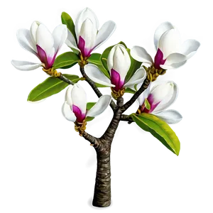 "blooming Magnolia Tree PNG" Jem3