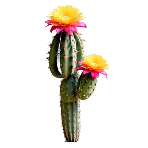 Blooming Mexican Cactus Flowers PNG Mcn5 PNG