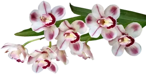 Blooming Orchid Branch.png PNG