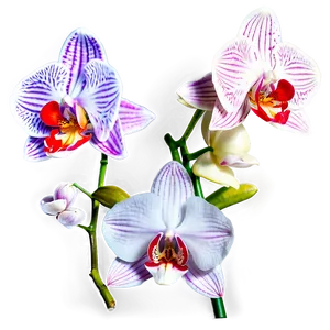 Blooming Orchid Spring PNG 06272024 PNG