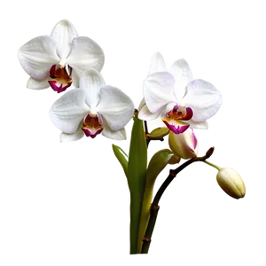 Blooming Orchid Spring PNG Gbw PNG