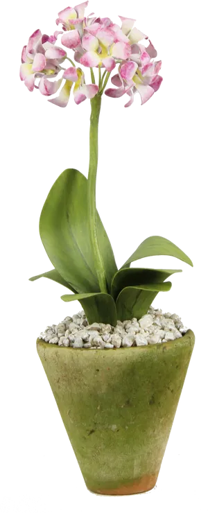 Blooming Orchidin Green Pot PNG image