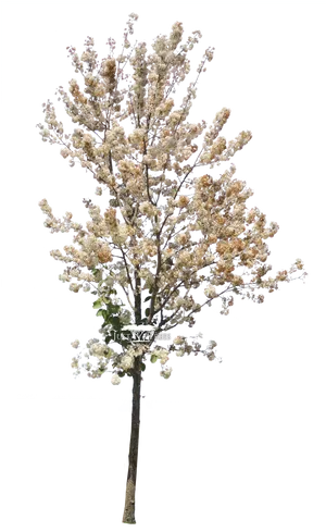 Blooming Pear Tree Isolated PNG