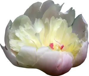 Blooming Peony Flower Isolated.png PNG image