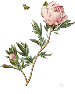 Blooming Peonywith Bee Illustration PNG