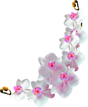 Blooming Phalaenopsis Orchid Transparent Background PNG