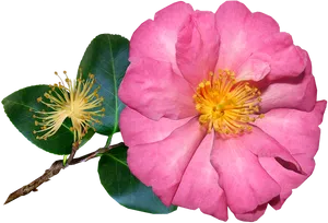 Blooming Pink Camellia Flower PNG image