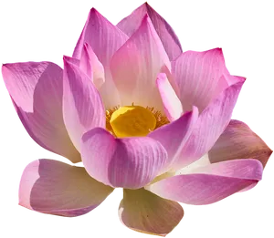 Blooming Pink Lotus Flower PNG image