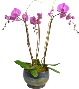Blooming Pink Orchidin Pot PNG