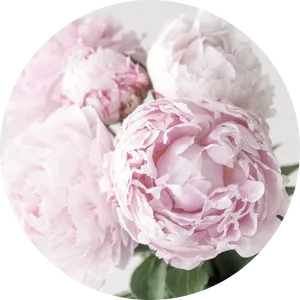 Blooming Pink Peonies PNG