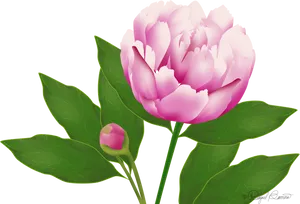 Blooming Pink Peony Flower PNG image