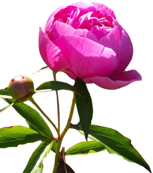 Blooming Pink Peony Transparent Background.png PNG
