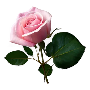 Blooming Pink Rose PNG 05242024
