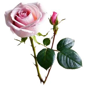 Blooming Pink Rose PNG Pem15