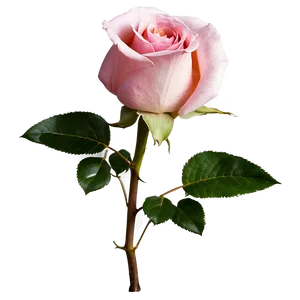 Blooming Pink Rose PNG Rxj71