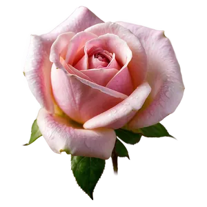Blooming Pink Rose PNG Tru53