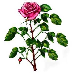 Blooming Pink Rose Stem PNG image