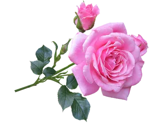 Blooming Pink Rose Transparent Background