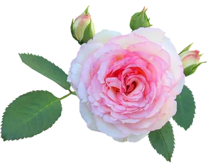 Blooming Pink Rose Transparent Background