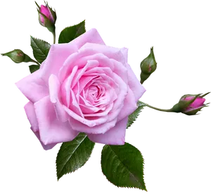 Blooming Pink Rose Transparent Background.png
