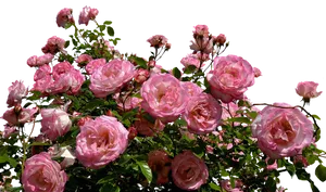 Blooming Pink Roses Against Black Background.jpg PNG