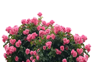 Blooming Pink Roses Black Background.jpg PNG image