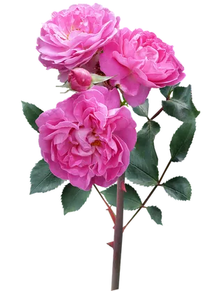 Blooming Pink Roses Transparent Background