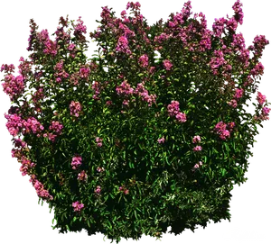 Blooming Pink Shrub3 D Render PNG