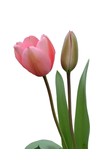 Blooming Pink Tulipand Bud PNG image