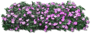 Blooming Purple Flowers Black Background