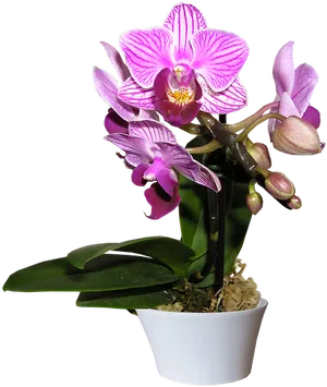 Blooming Purple Orchidin Pot PNG image