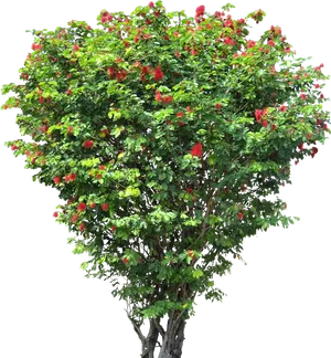 Blooming Red Flower Tree PNG image