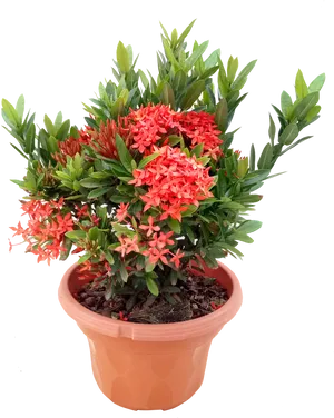 Blooming Red Flowersin Terra Cotta Pot PNG image