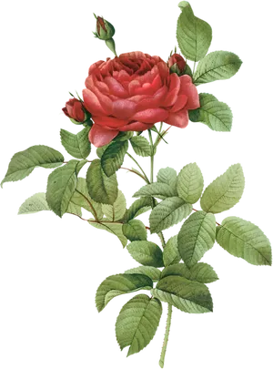 Blooming Red Rose Drawing.png PNG image