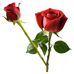Blooming Red Rose PNG Koa