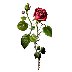 Blooming Red Rose Stem PNG image