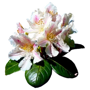 Blooming Rhododendron Png 06282024 PNG image