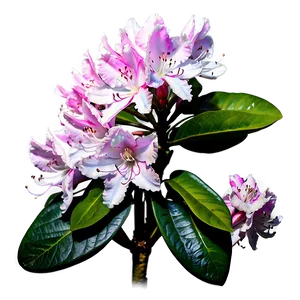 Blooming Rhododendron Png 15 PNG image