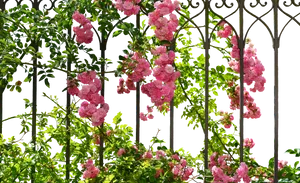 Blooming Roseson Garden Trellis PNG