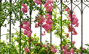 Blooming Roseson Metal Trellis PNG image
