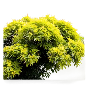 Blooming Shrubs Png 06122024 PNG image