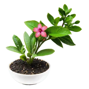 Blooming Small Plant PNG 06132024